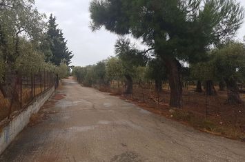 Teren construibil 4800 mp, Skala Kallirachis anunturi imobiliare Grecia