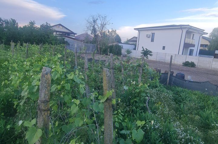 Teren de vanzare CARCEA - Dolj anunturi imobiliare Dolj