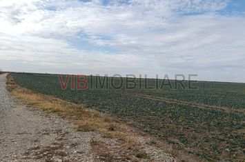 Ferma Agricolă 1.350 Hectare – Grad de Comasare 96–97%, Chișineu Criș, Județul Arad anunturi imobiliare Arad