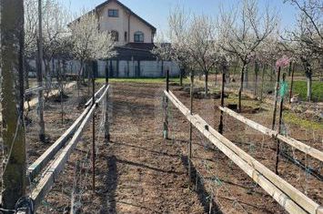Teren de vanzare SANANDREI - Timis anunturi imobiliare Timis