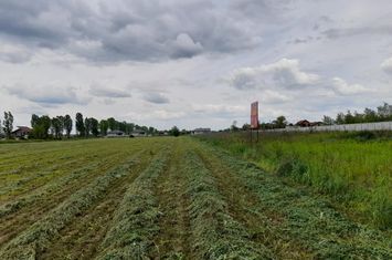 Izvorani Ciolpani  588mp, zona de vile noi in apropierea padurii anunturi imobiliare Bucuresti