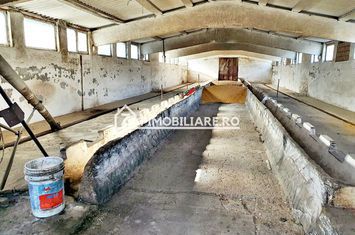 Hale cu suprafete utile de 832 mp si 578 mp. birouri 187 mp anunturi imobiliare Mures