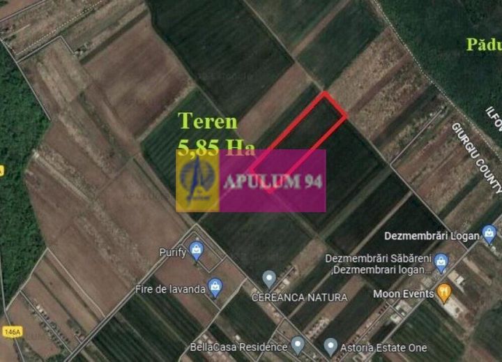Săbăreni, teren intravilan construibil 5,85 ha, între 2 păduri anunturi imobiliare Giurgiu
