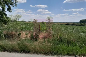 DE VANZARE 2 LOTURI LIPITE (TOTAL 16.500 MP) IN SAT TEISORI (GR) anunturi imobiliare Giurgiu