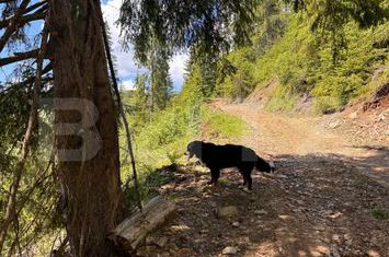 Teren de vanzare VALISOARA - Alba anunturi imobiliare Alba