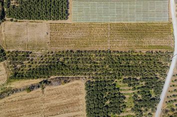 Teren 10562 mp cu 315 măslini în Orfani anunturi imobiliare Grecia