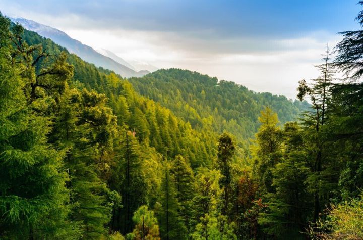 530 Ha pentru Reîmpădurire – Investiția Verde a Deceniului! anunturi imobiliare Maramures