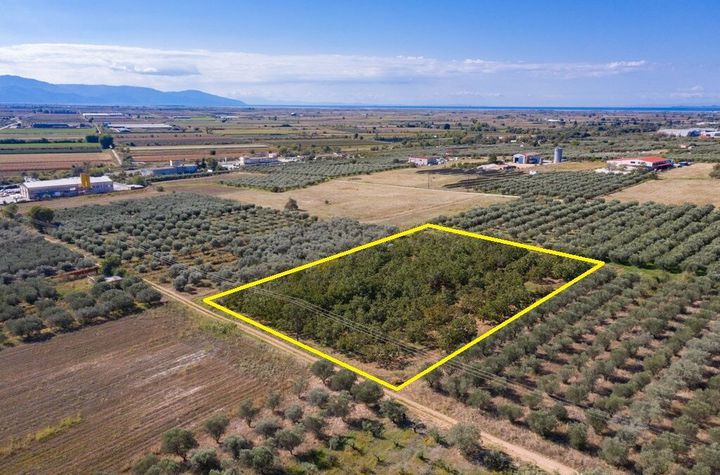 Teren construibil 6.750 mp în Petropigi anunturi imobiliare Grecia