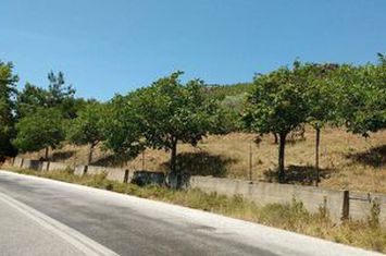 Teren construibil 4.950 mp pe drumul Potos - Theologos anunturi imobiliare Grecia
