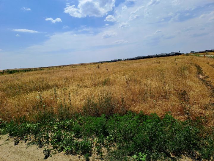 Teren de vanzare CARCEA - Dolj anunturi imobiliare Dolj