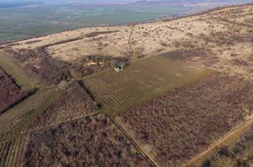 Vita-de-vie Premium  teren de 6800 mp în Covăsinț anunturi imobiliare Arad