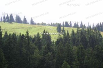 Teren de vânzare în Predeal (zona Forban) anunturi imobiliare Brasov
