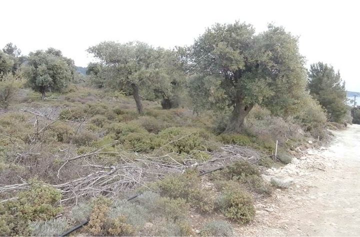 Teren agricol 1561 mp în Thassos (Alykes) anunturi imobiliare Grecia