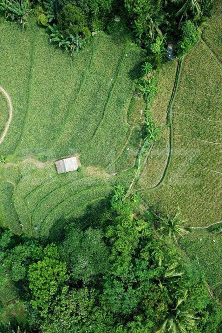 Teren de vanzare PISCHIA - Timis anunturi imobiliare Timis