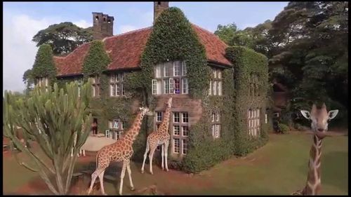 Hotelul cu girafe în curte: un altfel de boutique-hotel, în Africa