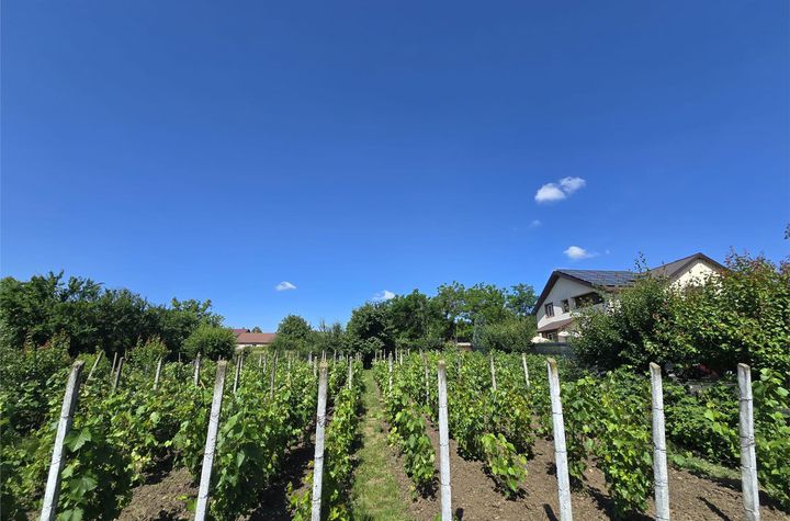 Teren Intravilan de vanzare LUNCA CETATUII - Iasi anunturi imobiliare Iasi