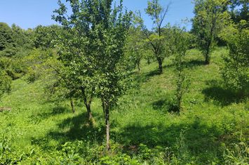Teren de vanzare BREAZA - Prahova anunturi imobiliare Prahova