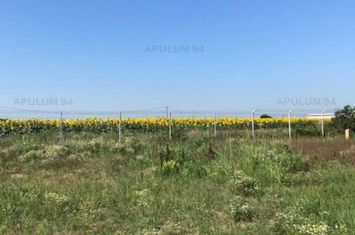 Teren Domnesti- Depozit Emag. anunturi imobiliare Bucuresti
