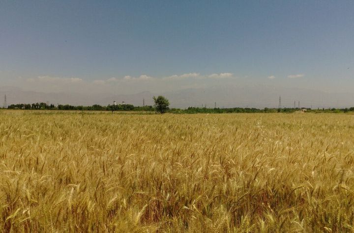 1.500 ha Teren agricol și pășune (Vestul României) anunturi imobiliare Timis