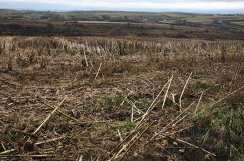 Teren de vanzare SIRET - Suceava anunturi imobiliare Suceava