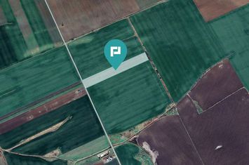 Teren 30.000 mp cu acces asfaltat – Peciu Nou anunturi imobiliare Timis