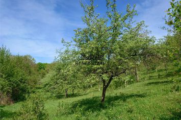 Teren Intravilan de vanzare BLAJENI - Hunedoara anunturi imobiliare Hunedoara