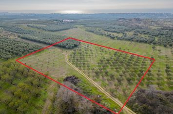 Teren agricol 9.700 mp în Paralia Ofriniou anunturi imobiliare Grecia
