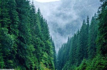 530 Ha pentru Reîmpădurire – Investiția Verde a Deceniului! anunturi imobiliare Maramures