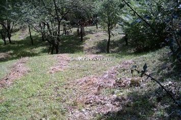 Teren de vânare în Poiana Câmpina anunturi imobiliare Prahova