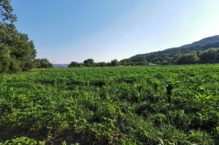 Teren de vanzare SIBIU - Sibiu anunturi imobiliare Sibiu