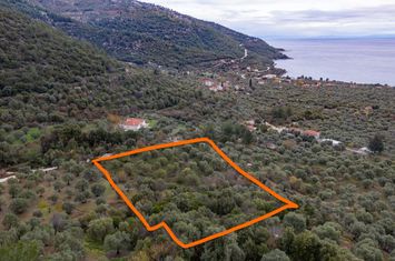 Teren construibil 5770 mp în Koinyra, Thassos anunturi imobiliare Grecia