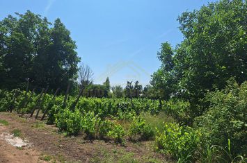 TEREN INTRAVILAN-500 MP-PASARELA POPESTI VEST anunturi imobiliare Bucuresti