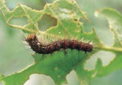 Tratamentul de combatere a atacurilor masive de Hyphantria Cunea