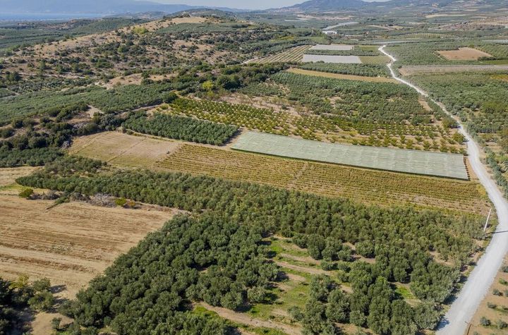 Teren 10562 mp cu 315 măslini în Orfani anunturi imobiliare Grecia