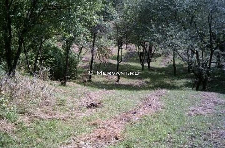 Teren de vânare în Poiana Câmpina anunturi imobiliare Prahova
