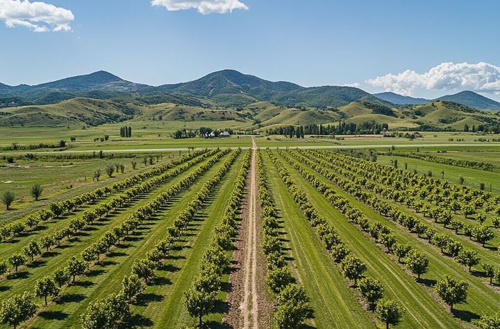 FERMĂ AGRICOLĂ PREMIUM 300 HA – INVESTIȚIE STRATEGICĂ ÎN TRANSILVANIA anunturi imobiliare Cluj