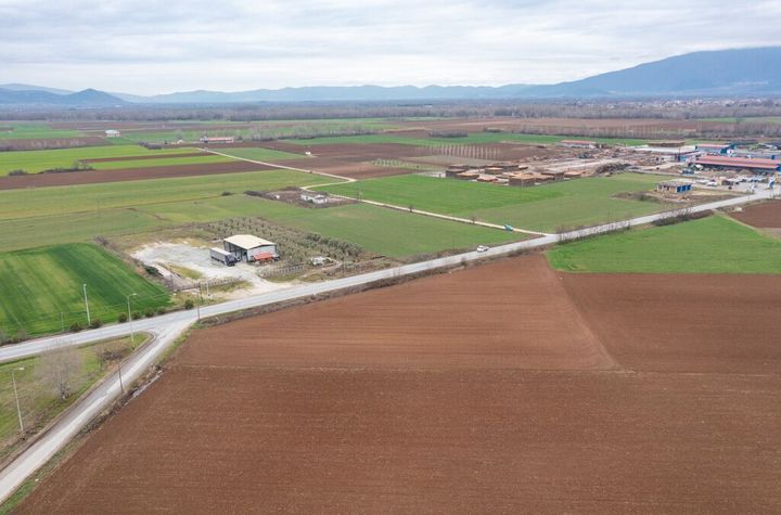 Teren construibil 6073 mp în Ftelia anunturi imobiliare Grecia