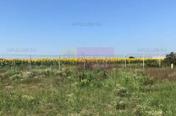 Teren Domnesti- Depozit Emag. anunturi imobiliare Bucuresti