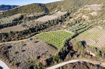 Teren agricol 5.000 mp în Mirtofito, Kavala anunturi imobiliare Grecia