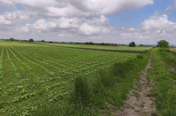 Teren de vanzare RADAUTI - Suceava anunturi imobiliare Suceava