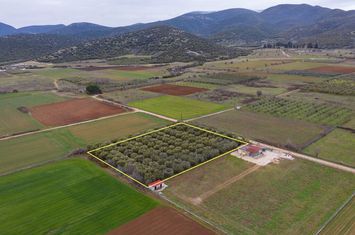 Teren construibil 5232 mp în Nea Karvali anunturi imobiliare Grecia
