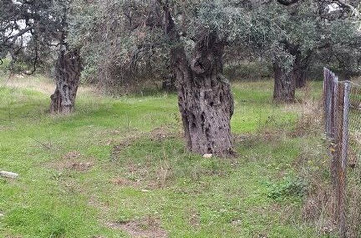 Teren construibil 2.105 mp în Megalos Prinos, Thassos anunturi imobiliare Grecia