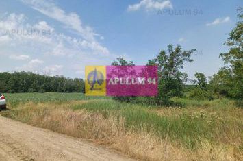 Săbăreni, teren 12620 mp pentru case, lângă pădure anunturi imobiliare Giurgiu