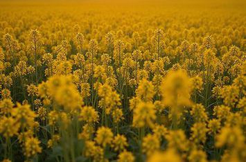 Fermă Agricolă Consolidată – 4.000 ha |Nord-Est România|Activ Premium anunturi imobiliare Suceava