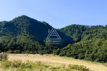250 Hectare Pădure Valea Oltului Resurse Naturale Potențial Turistic anunturi imobiliare Valcea