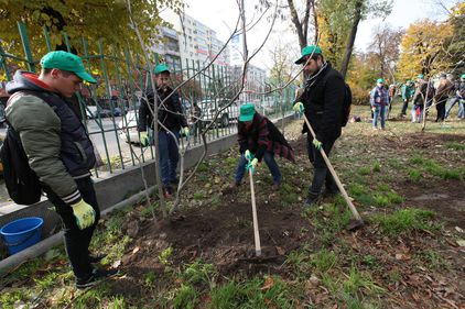 Primaria Capitalei si voluntarii au plantat 1200 de arbori