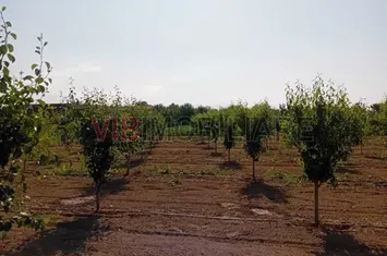 Teren intravilan 16.000 mp | Livadă mixtă | Front stradal 85 ml | Utilități complete anunturi imobiliare Timis