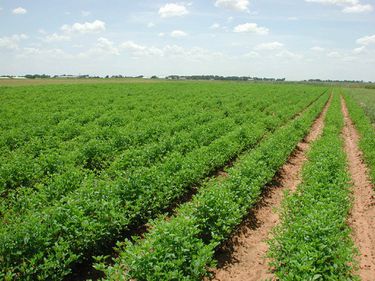Continuă restituirea terenurilor agricole şi forestiere