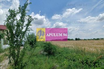 Săbăreni, teren intravilan 1000 mp anunturi imobiliare Giurgiu