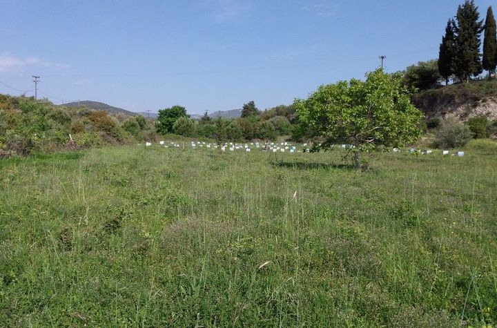 Teren 2.500 mp în Paralia Elaiochoriou anunturi imobiliare Grecia